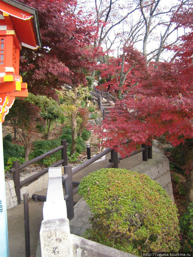 Ещё японские клёны, но цвета уже другие Инуяма, Япония
