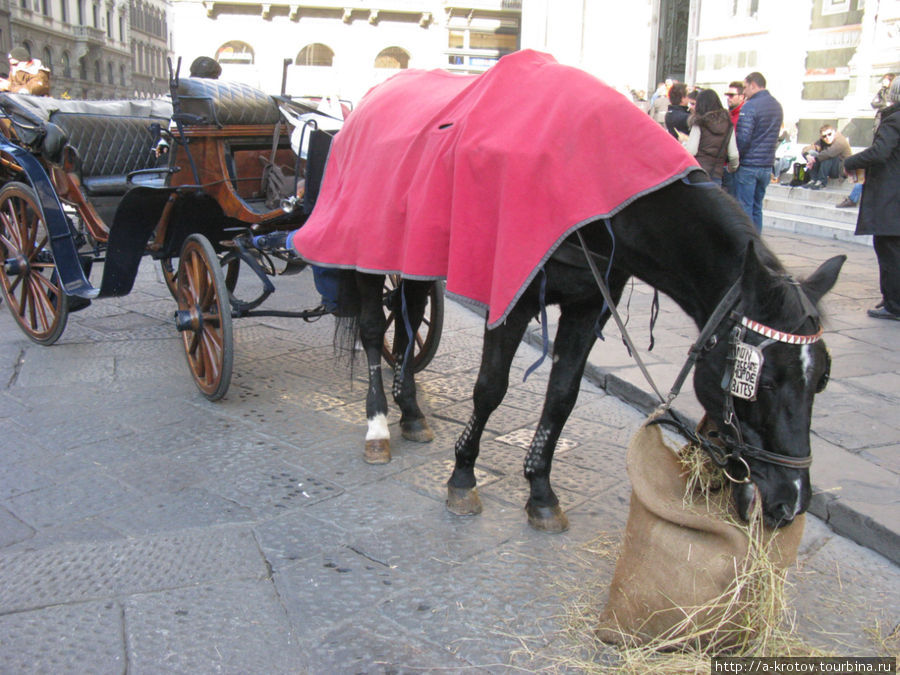 лошади для туристов Флоренция, Италия