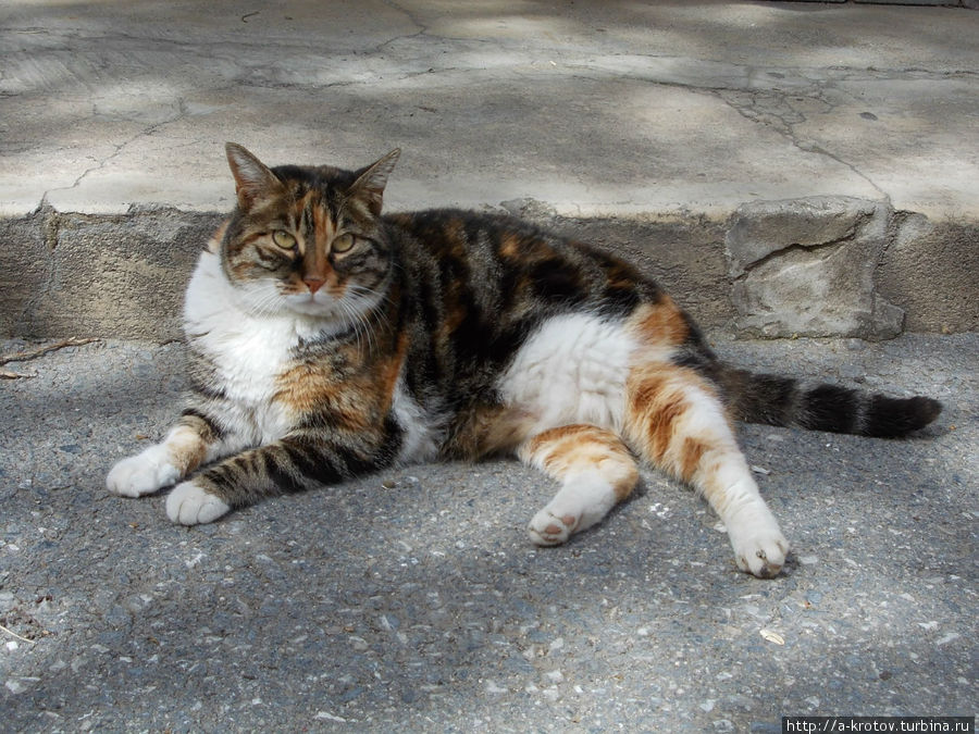 кошка Остров Бургаз, Турция