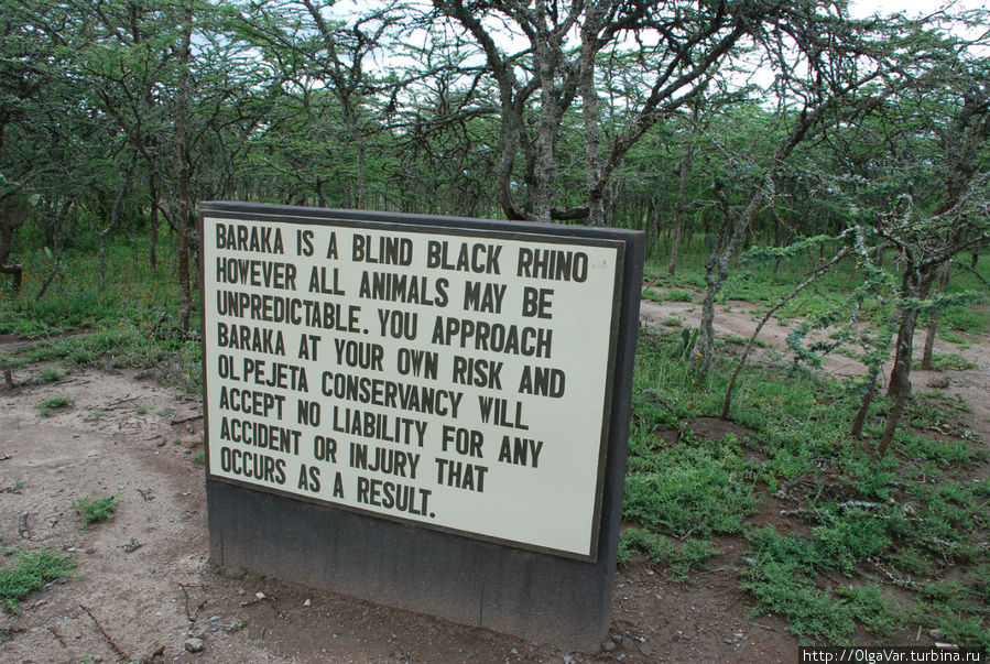 Носорога зовут Барака, но не Обама, конечно Наньюки, Кения