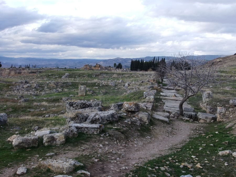 Сквозь камни истории растут деревья Памуккале (Иерополь античный город), Турция