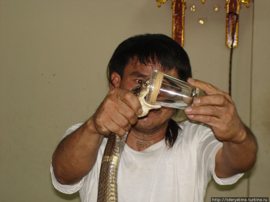 Дойка кобры — по стенкам стакана стекает яд Таиланд
