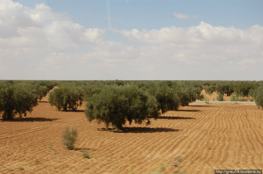 Дорога к Сахаре. Тунис