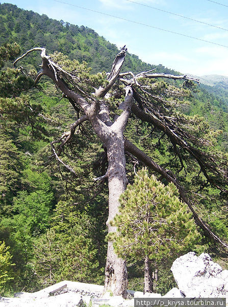 Дерево под названием Албанский флаг Ллогара Национальный Парк, Албания