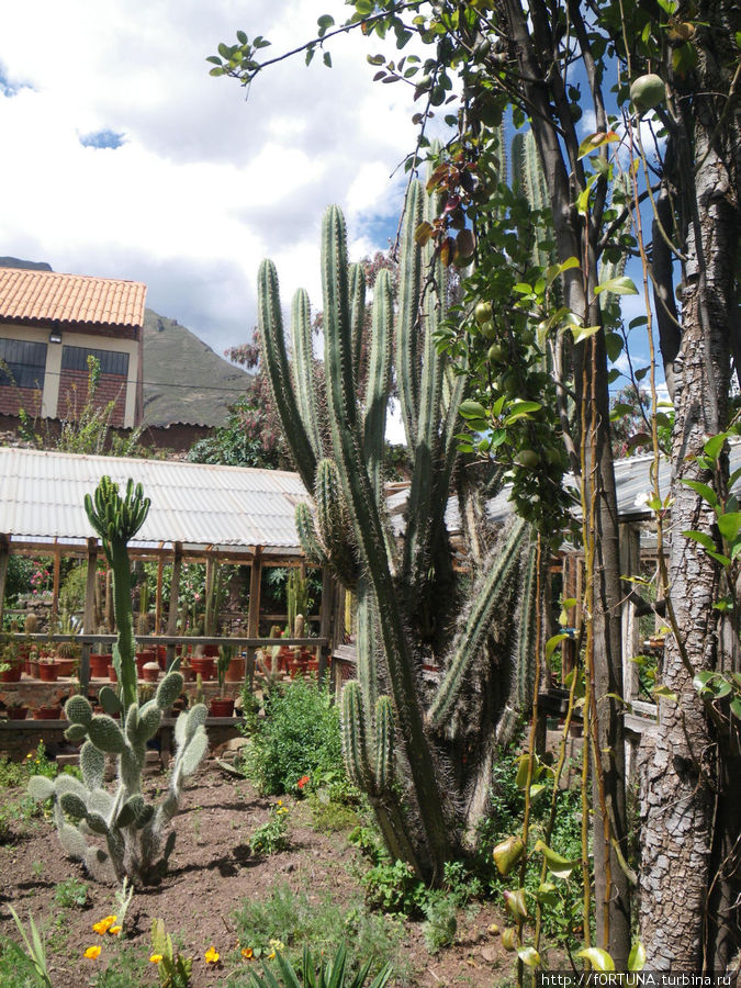 Андские кактусы Регион Куско, Перу