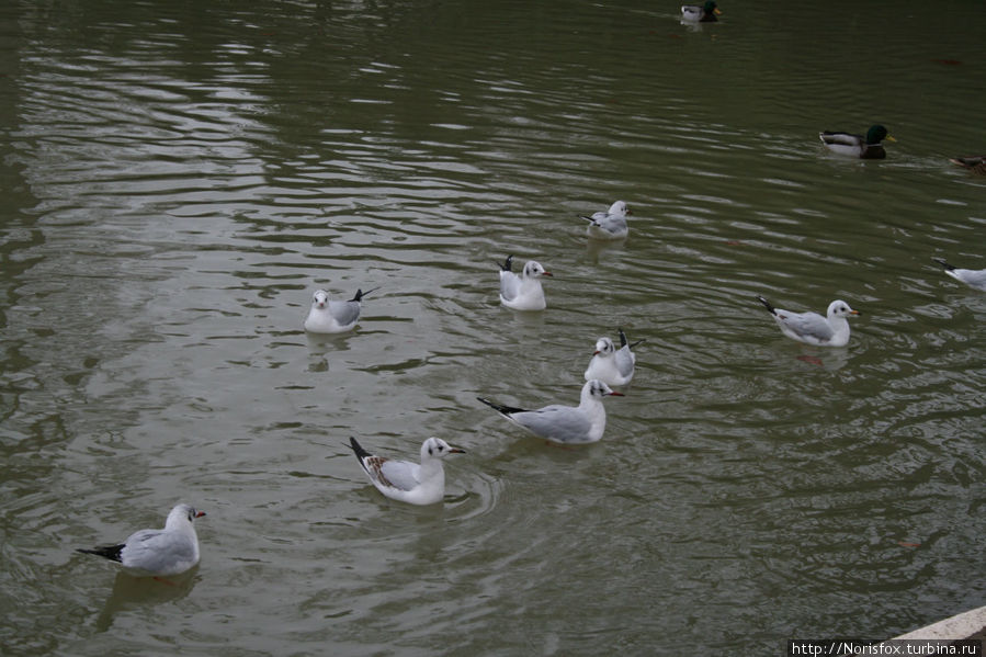 январский пруд в парке Монсо Куршевель, Франция
