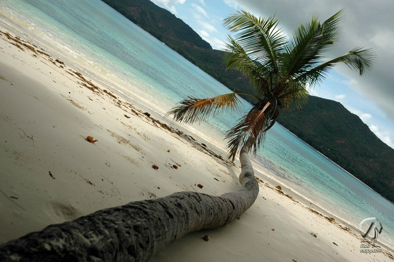 Даже упав на пляж, пальма продолжает расти. Правда, недолго. Через два года мы ее уже не застали. Сейшельские острова