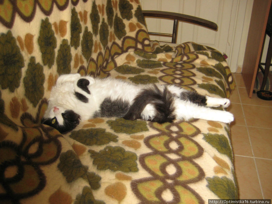 Вася всегда спит в странных позах Дидим, Турция Вася всегда спит в странных позах Дидим, Турция