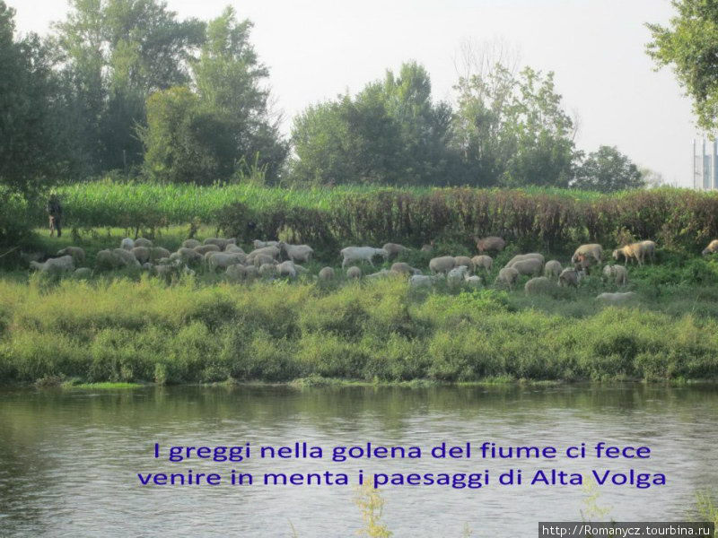 А это вообще похоже на Верхнюю Волгу в Тверской области — стада овечек. Бергамо, Италия