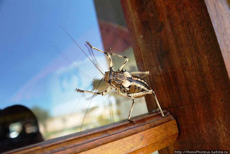 Странное насекомое на окне отеля Парк Фиш-Ривер-Каньон, Намибия