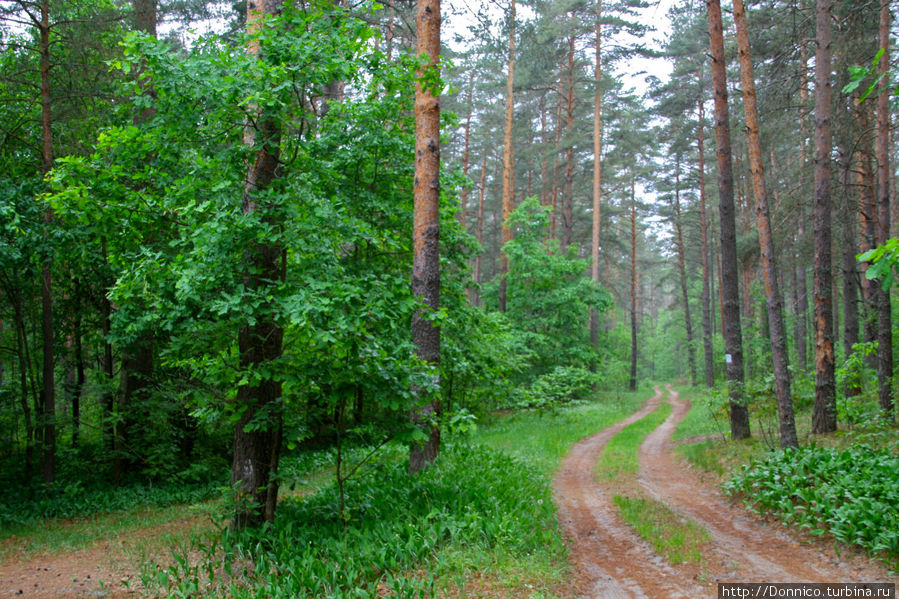 Дорога извивается и  приводит нас к завершению небольшого утреннего маршрута... Орловское Полесье Национальный Парк, Россия
