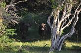 В парке, кроме водных буйволов, встречаются их близкие родичи — буйволы сухопутные. В марте у них прибавка в стаде.
