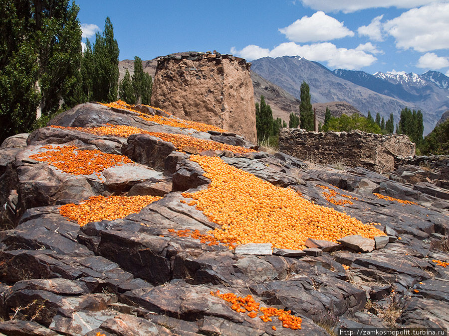 Урюк сушат прямо на камнях Таджикский Национальный парк, Таджикистан