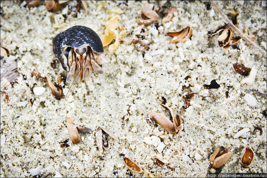 Эти небольшие рачки мириадами топчут пляжи острова Паламбак. Суматра, Индонезия