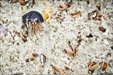 Эти небольшие рачки мириадами топчут пляжи острова Паламбак.