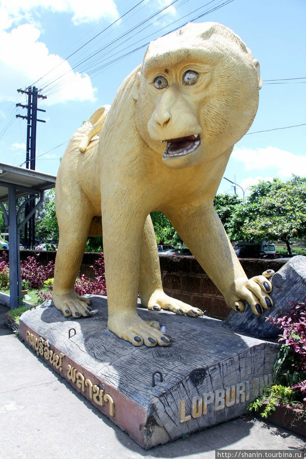 Лопбури — город обезьян Лоп-Бури, Таиланд