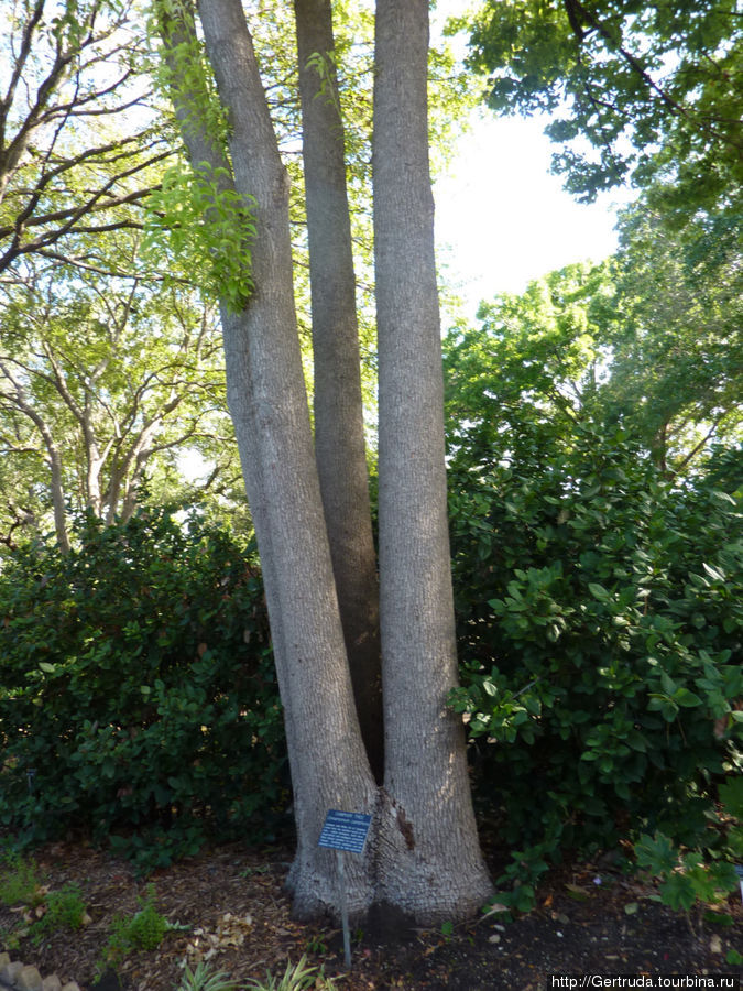 Камфорные деревья —   4 от одного корня Сан-Антонио, CША