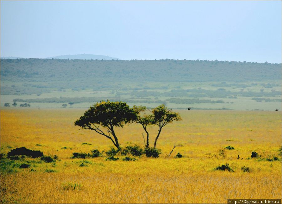 По сути, саванна это голая степь на много-много километров с редкими, торчащими, как свечки, деревьями Масаи-Мара Национальный Парк, Кения