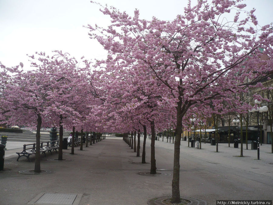 Цветение сакуры в Стокгольме Стокгольм, Швеция