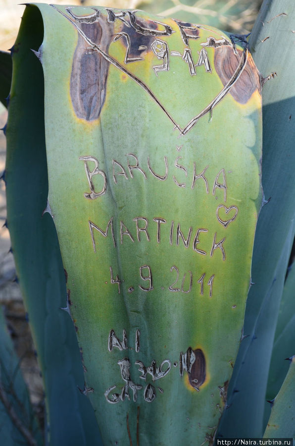 Вот так увековечивают свои имена на ..кактусах Вот так увековечивают свои имена на ..кактусах