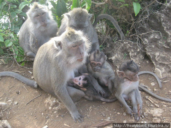 Семейство мартышек))) Лес обезьян на Бали Бали, Индонезия