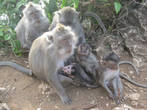 Семейство мартышек))) Лес обезьян на Бали