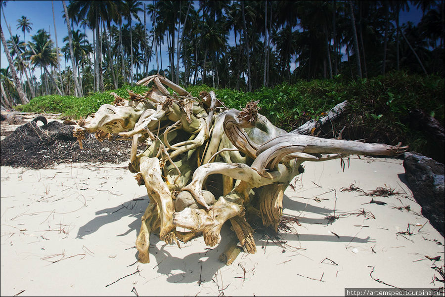 Сплетенные корни неизвестного дерева напоминают трехмерную паутину Суматра, Индонезия