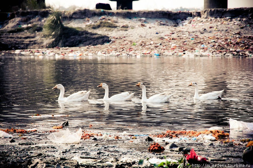 Прекрасные лебеди среди нищеты и мусора... Дели, Индия