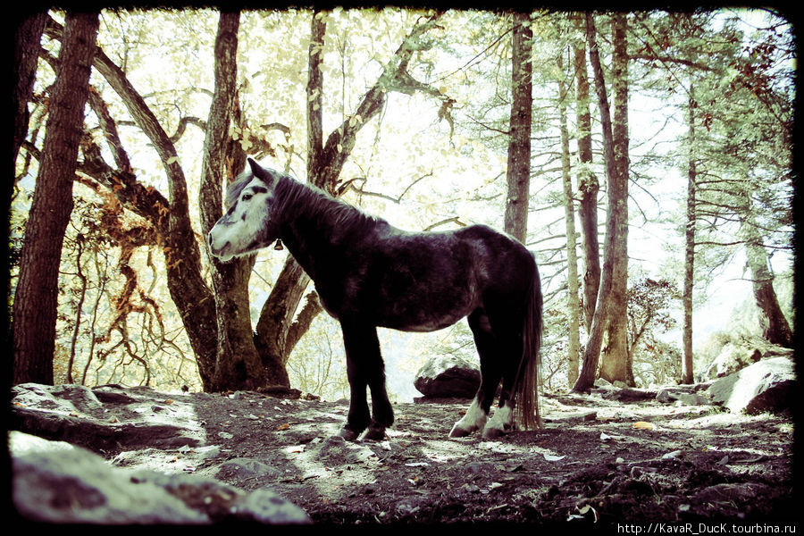 pony в лесу