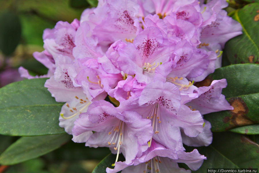 Рододендроновый парк / Rhododendron-Park
