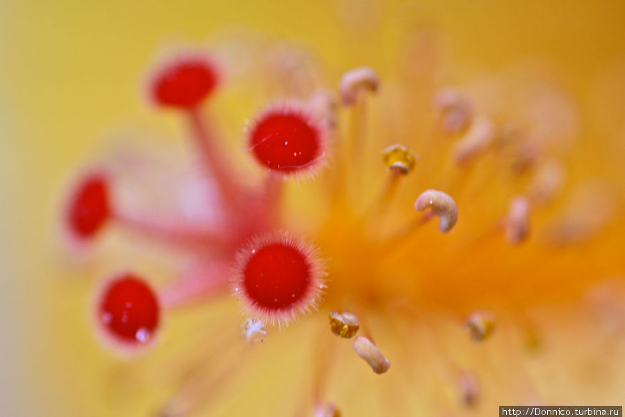 Изменяющий мир Гибискус Каталония, Испания Изменяющий мир Гибискус Каталония, Испания