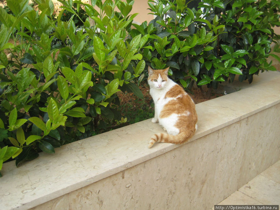 Кошка, которая живёт на территории Оазиса Алания, Турция