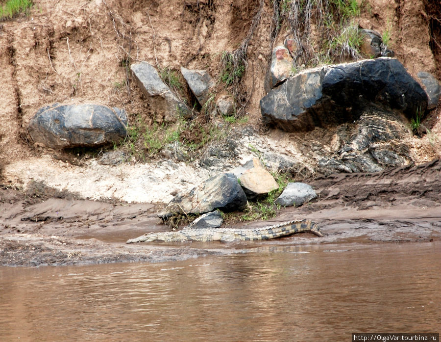 Потому что здесь их поджидают эти милые существа Масаи-Мара Национальный Парк, Кения