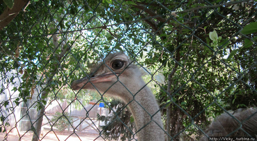 Порт эль Кантауи,  Zoo-Botanic Park OASIS, страусиное яйцо. Тунис