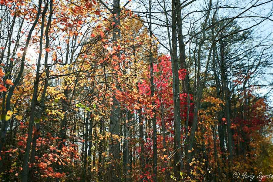 Золотая осень в горах Шенандоа Национальный парк Шенандоа, CША