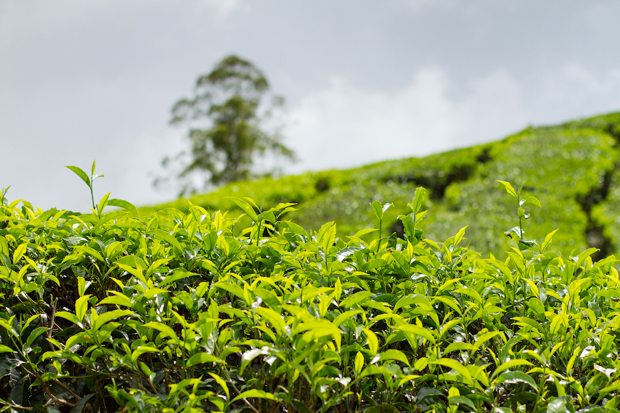 Чайные плантации Boh Sungei Palas, Камерон Хайлендс Камерон-Хайлендс, Малайзия