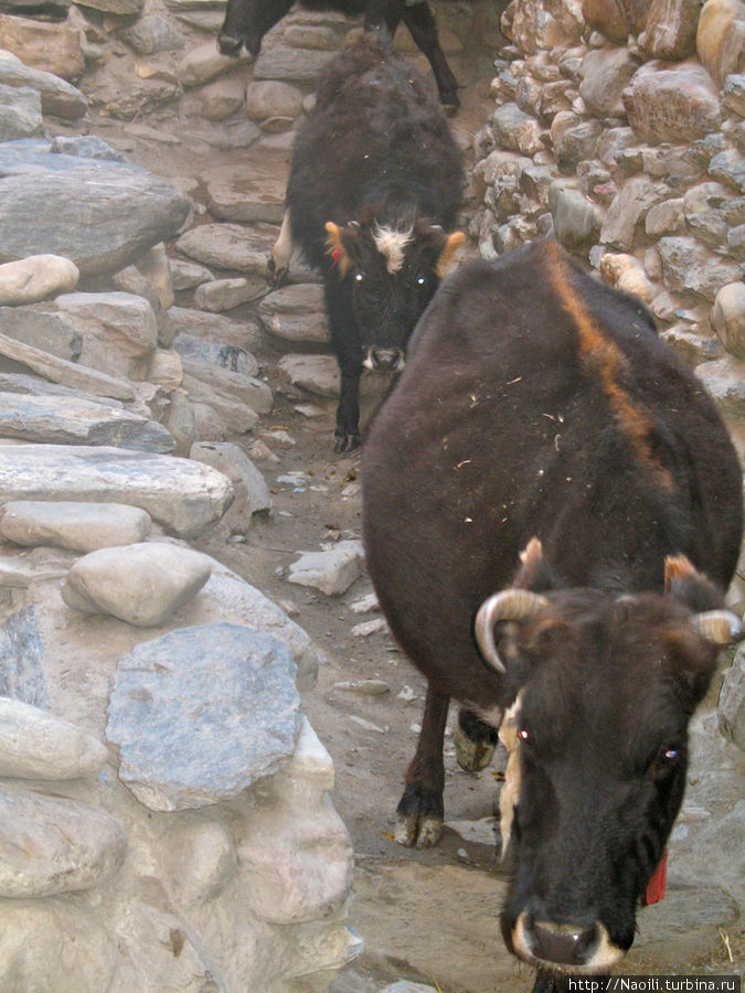 Вокруг Аннапурны:  у входа в Запретное Королевство Мустанг Кагбени, Непал