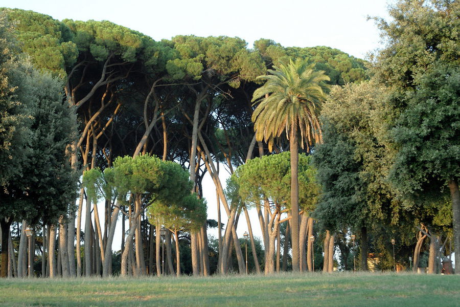 Римские сосны напоминают доисторические деревья. Кажется, что тут скоро должен появиться динозавр. Рим, Италия