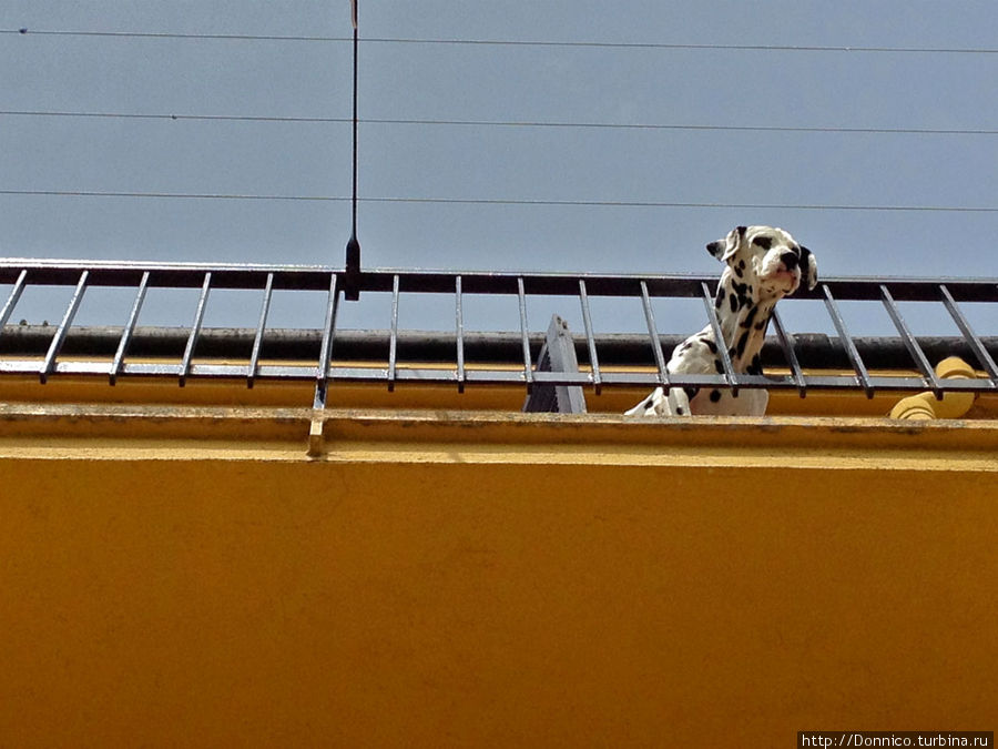 Эта собака была судя по всему заперта на балконе и терпеливо ждала своих хозяев, глядя глубокими темными глазами на пустынную улицу Пера, Испания