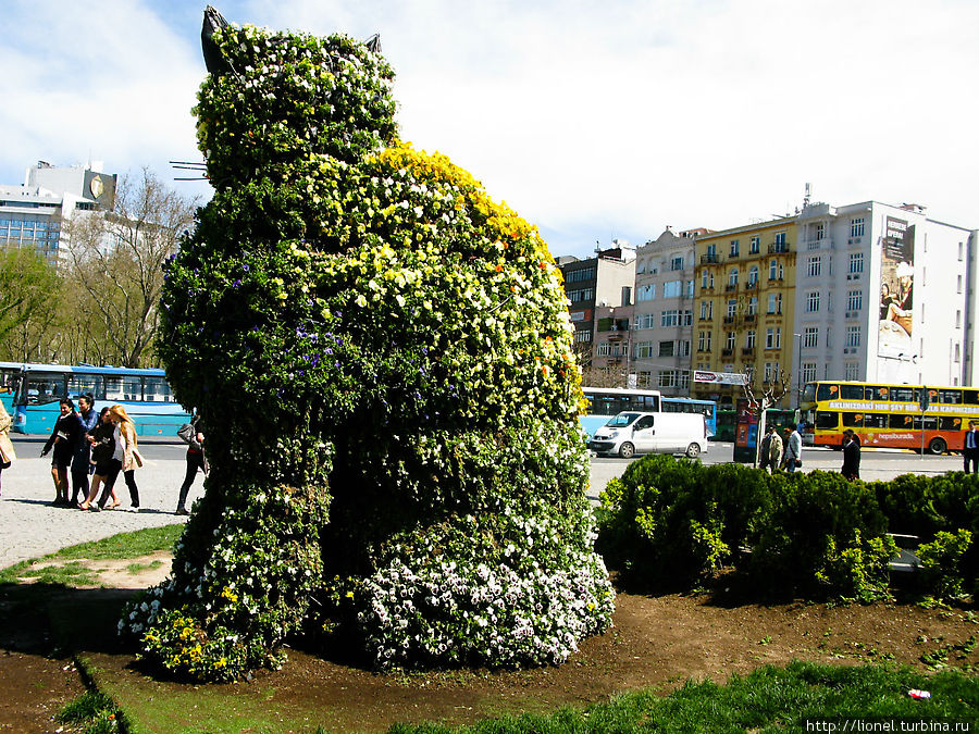 Кот зелёный Стамбул, Турция