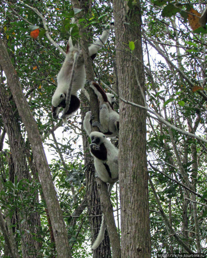 Семейка красавчиков-непосед сифаков в заповеднике Peyrieras Мураманга, Мадагаскар