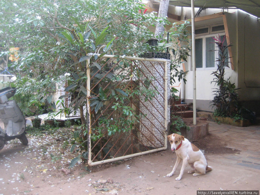 Вход у частного дома дома охранял умный ласковый пес. Мы с ним подружились. Калангут, Индия
