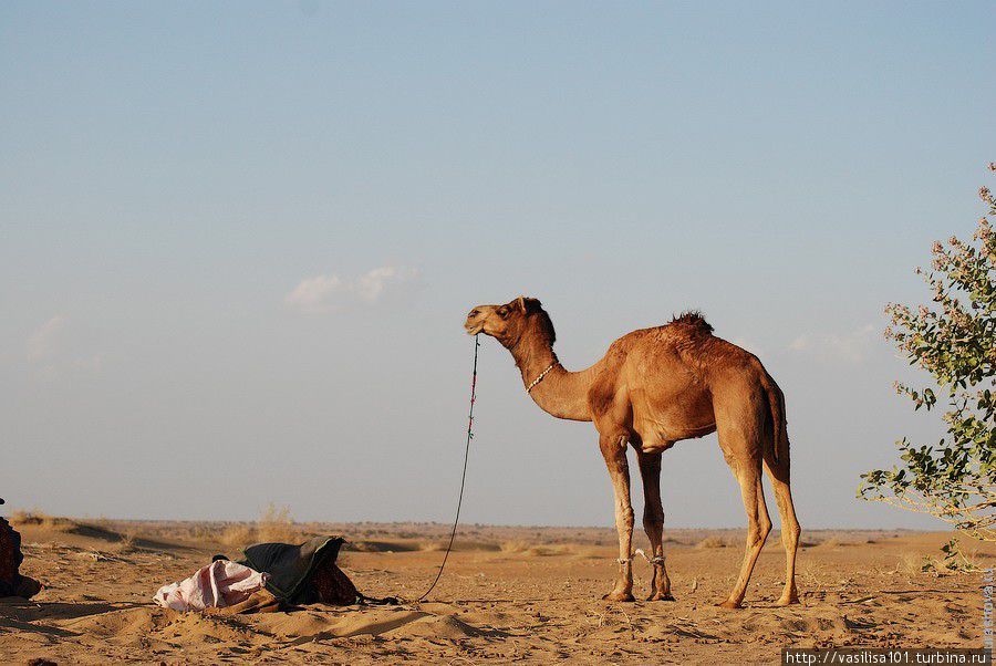В пустыню Тар с ночевкой Джайсалмер, Индия