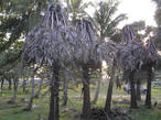 Эти пальмы пострадали во время цунами. Мы — то были на Пхукете через год после него.