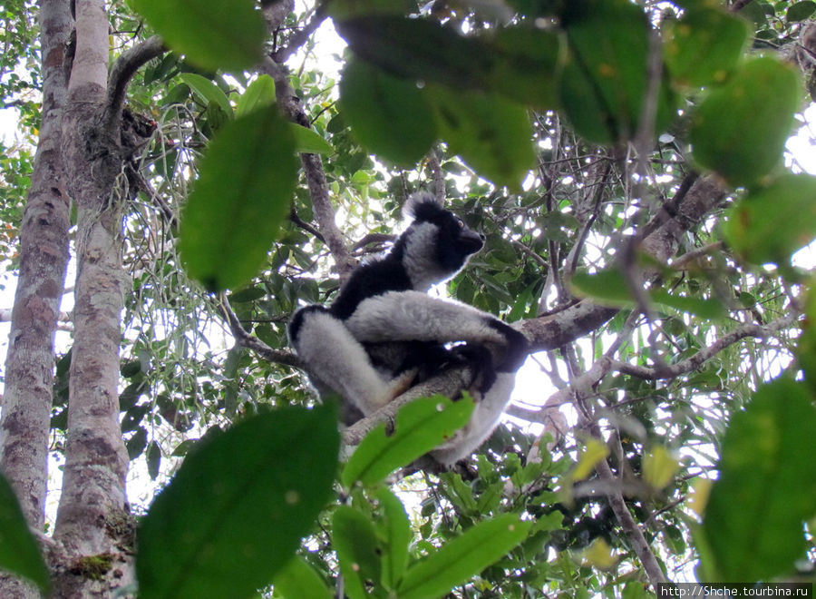 Природа нац. парка Андасибе Андасибе-Мантадиа Национальный Парк, Мадагаскар