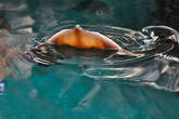 Кокетливый скат в океанариуме.