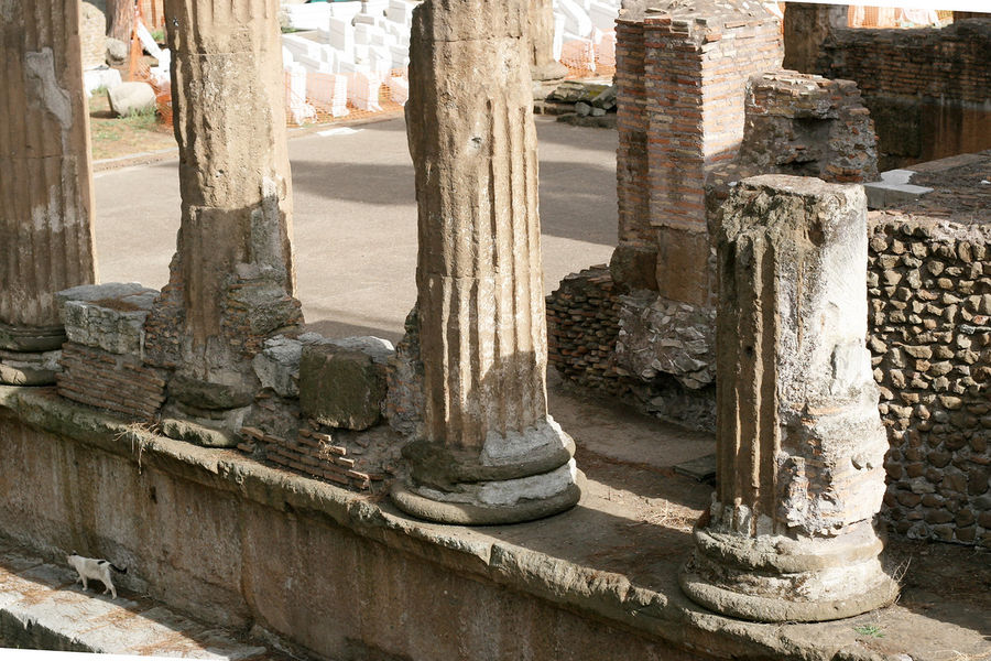 Не знаю как в Риме строят метро. Тут ведь куда ни копни — кругом мировое наследие. Недаром Рим рекордсмен по их количеству. Часто в таких местах содержат и подкармливают бездомных кошек, которые выглядят довольными и ухоженными. Не знаю как в Риме строят метро. Тут ведь куда ни копни — кругом мировое наследие. Недаром Рим рекордсмен по их количеству. Часто в таких местах содержат и подкармливают бездомных кошек, которые выглядят довольными и ухоженными.