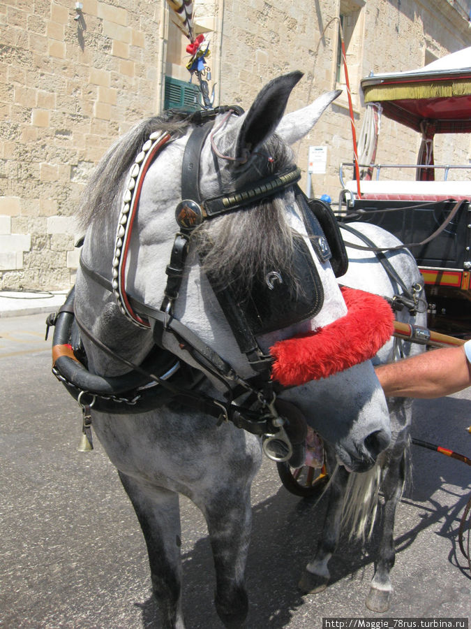 Нашу лошадку звали по-мальчишески — Дельфин Валлетта, Мальта