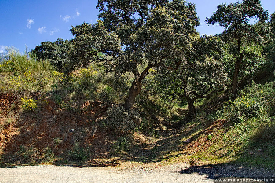 Вот и дубы-колдуны Вот и дубы-колдуны