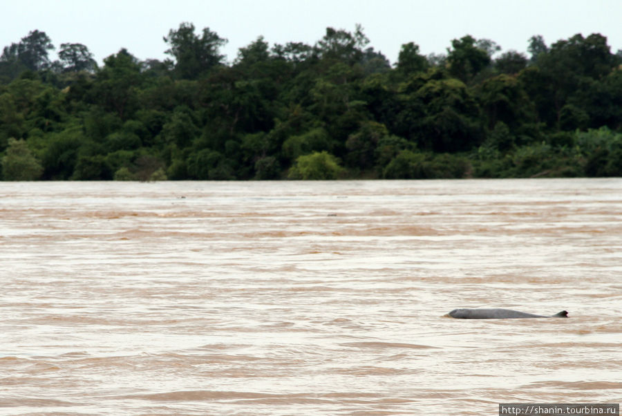 Речной дельфин в Меконге Провинция Тямпасак, Лаос